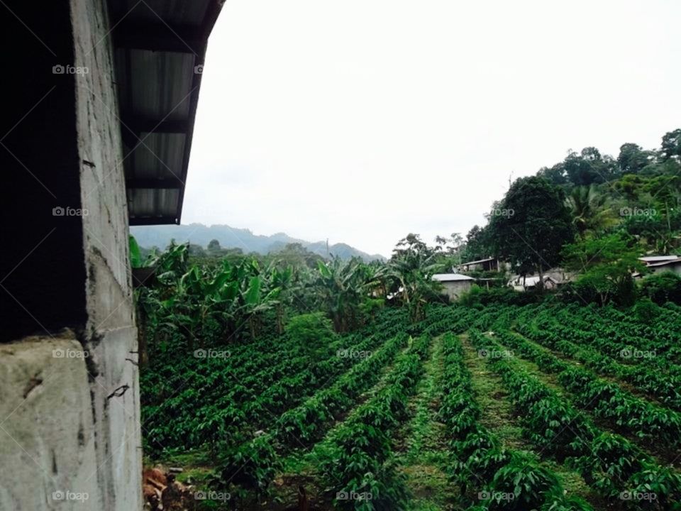 Coffee farming in Honduras. 