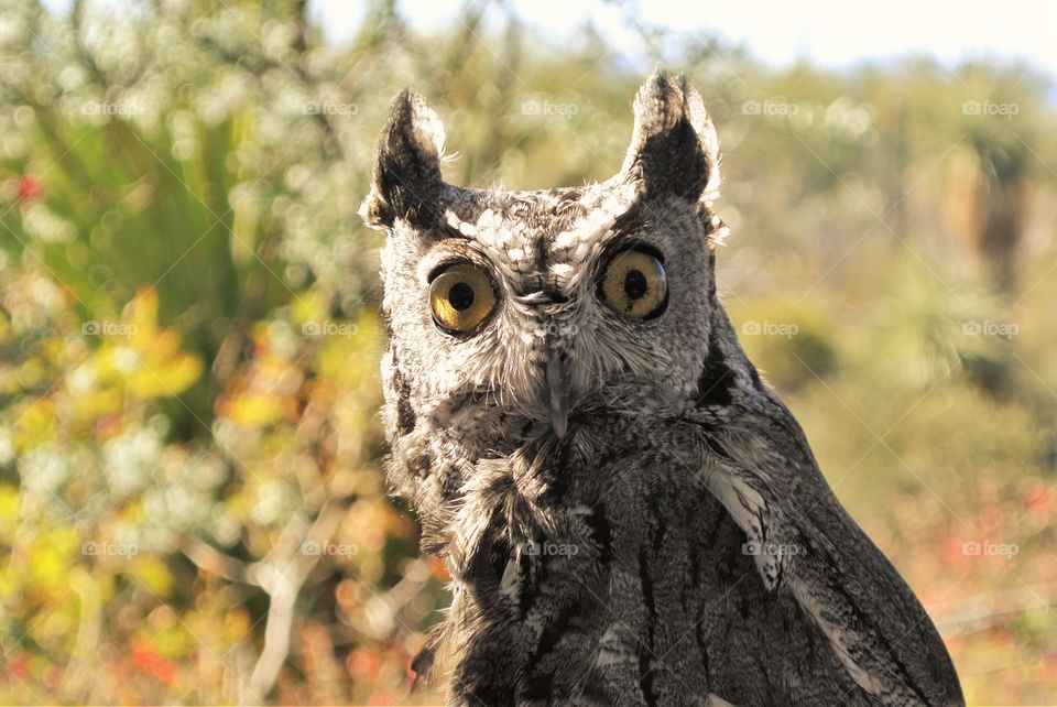 wide-eyed little owl