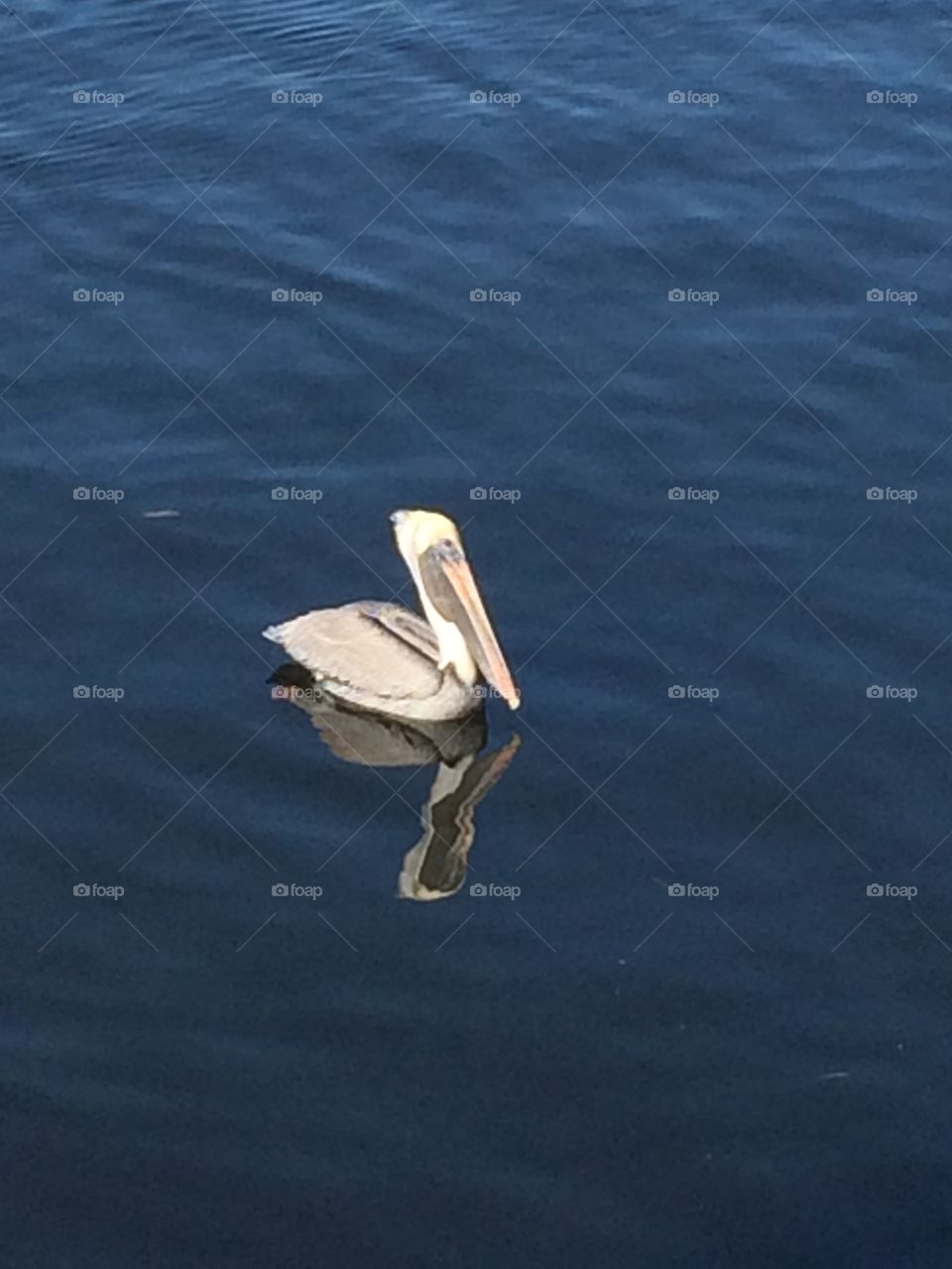 A lone pelican in Naples Florida