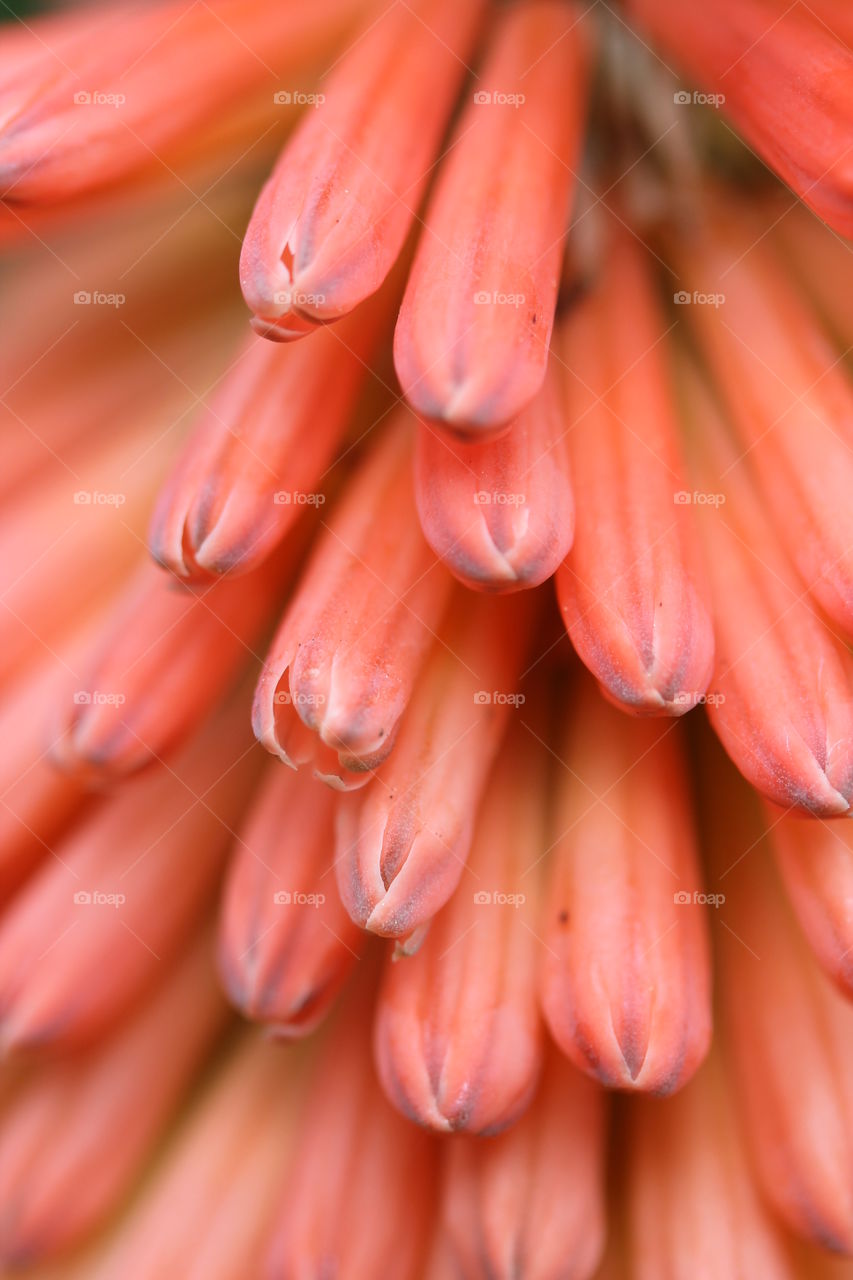 Extreme close-up of flower