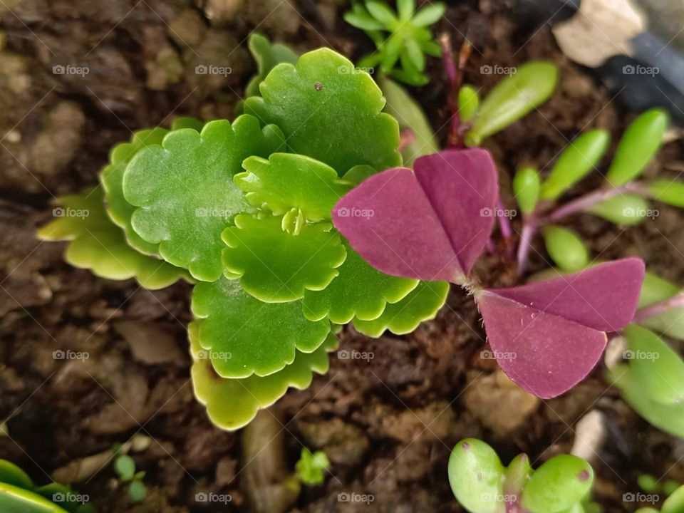 Oxalis triangularis & Kalanchoe blossfeldiana