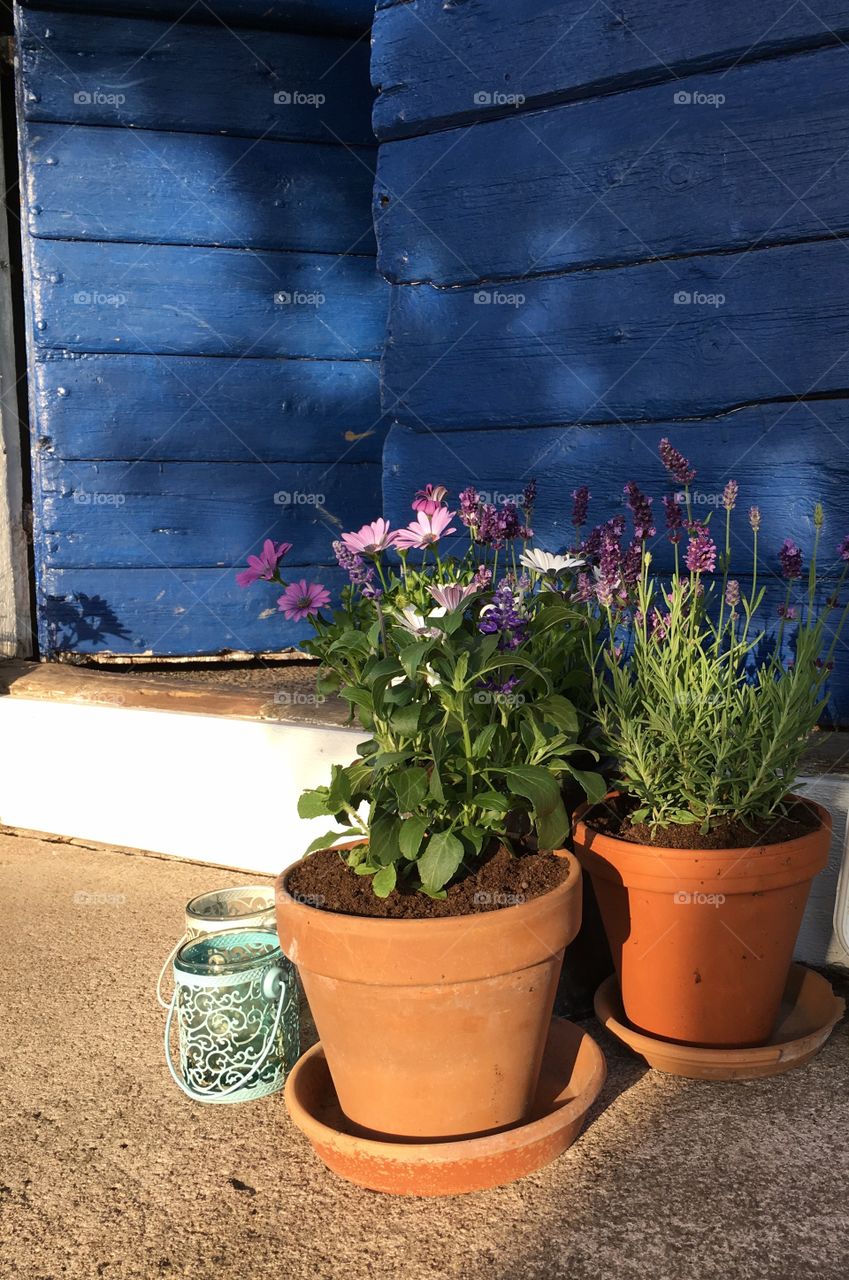 Flower pots, gardening.