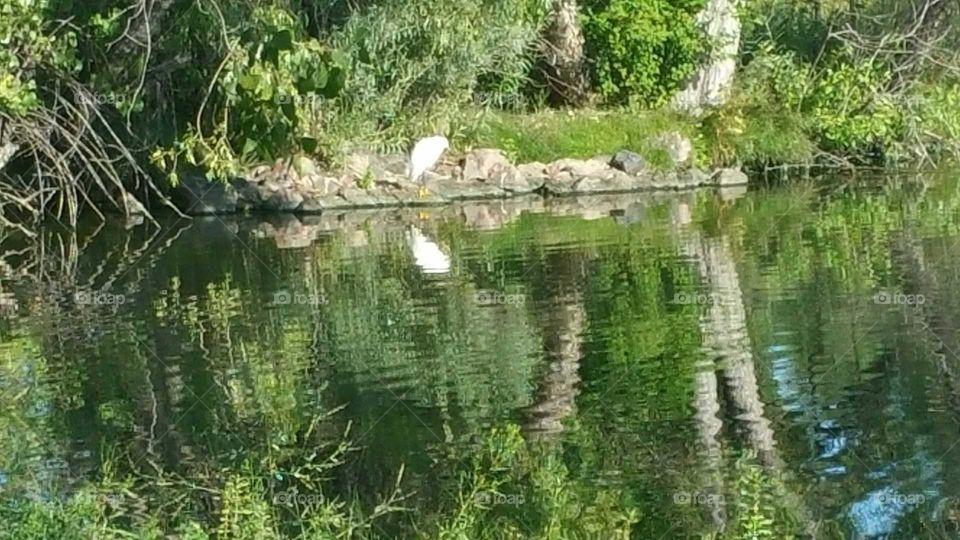 Heron on the bank