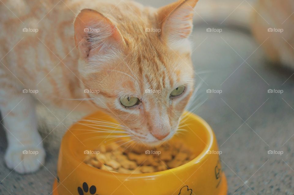 A ginger tabby enjoying his snack.