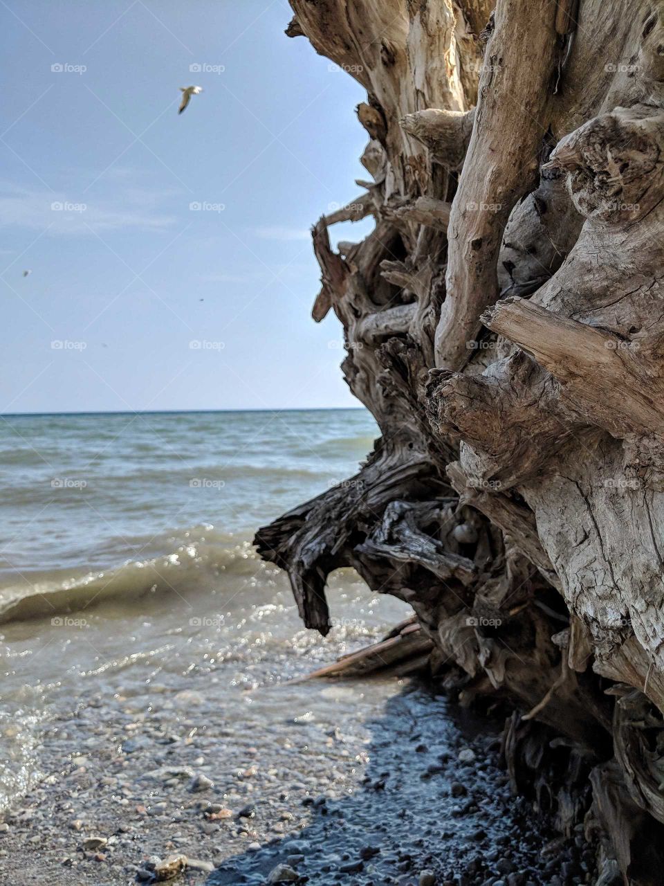 Close up of a Tree stump by the Shore