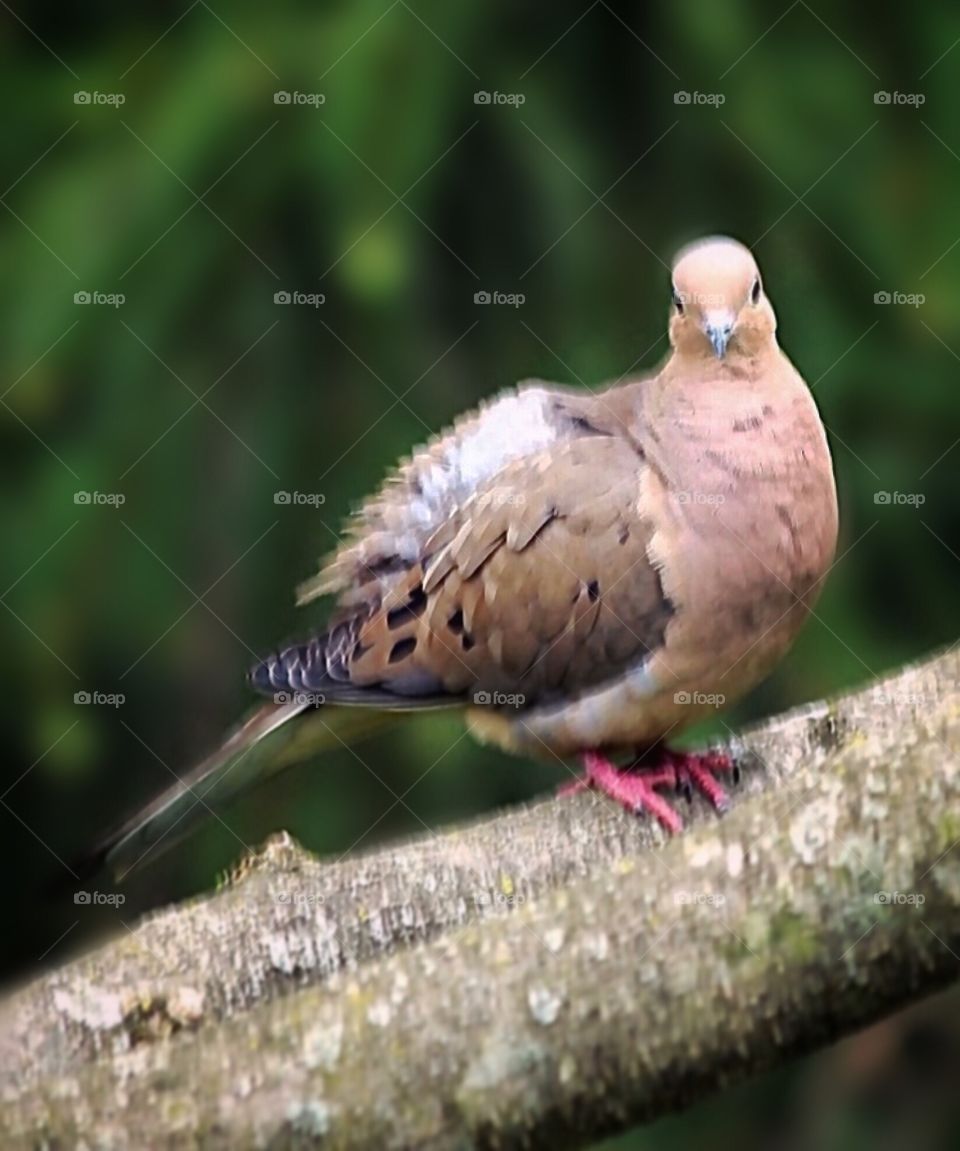 Mourning Dove