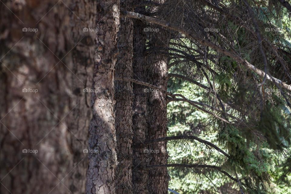 Row of slender fir trees.  Coniferous forest.  Selective focus, space for text.