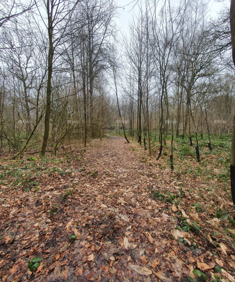 Half sort of walking path through a forest