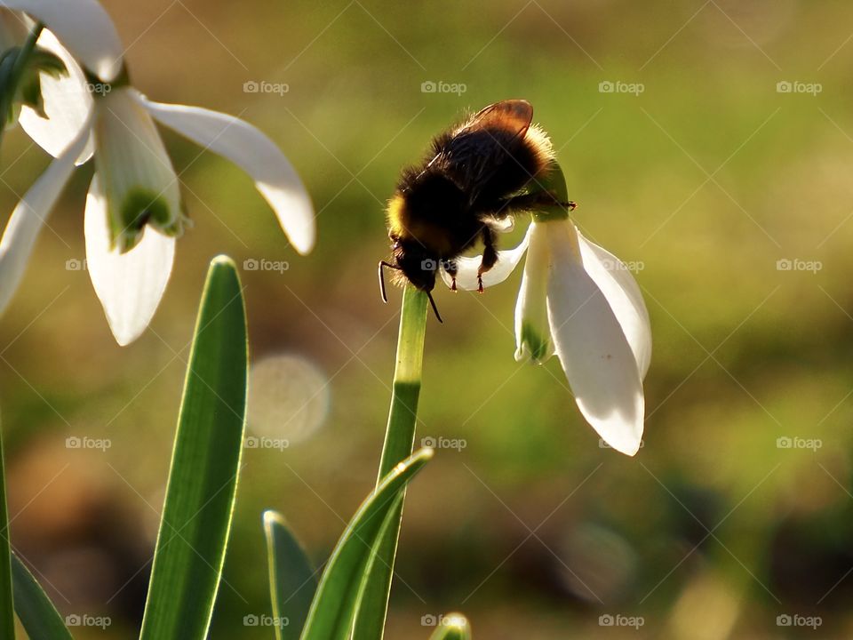Bee on the snowdrop