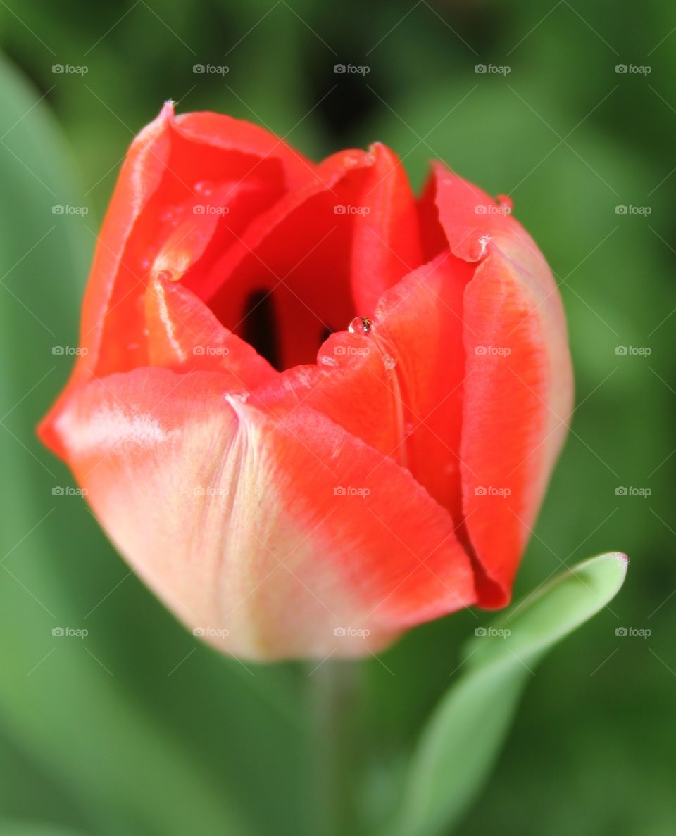 Red tulip