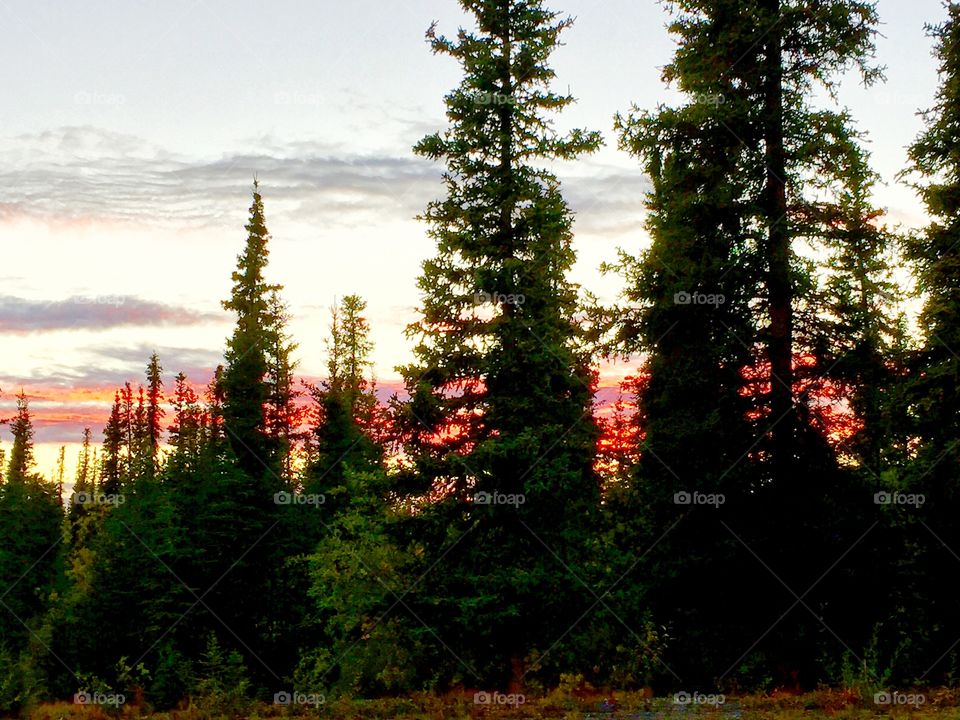 Alaskan bush at dusk