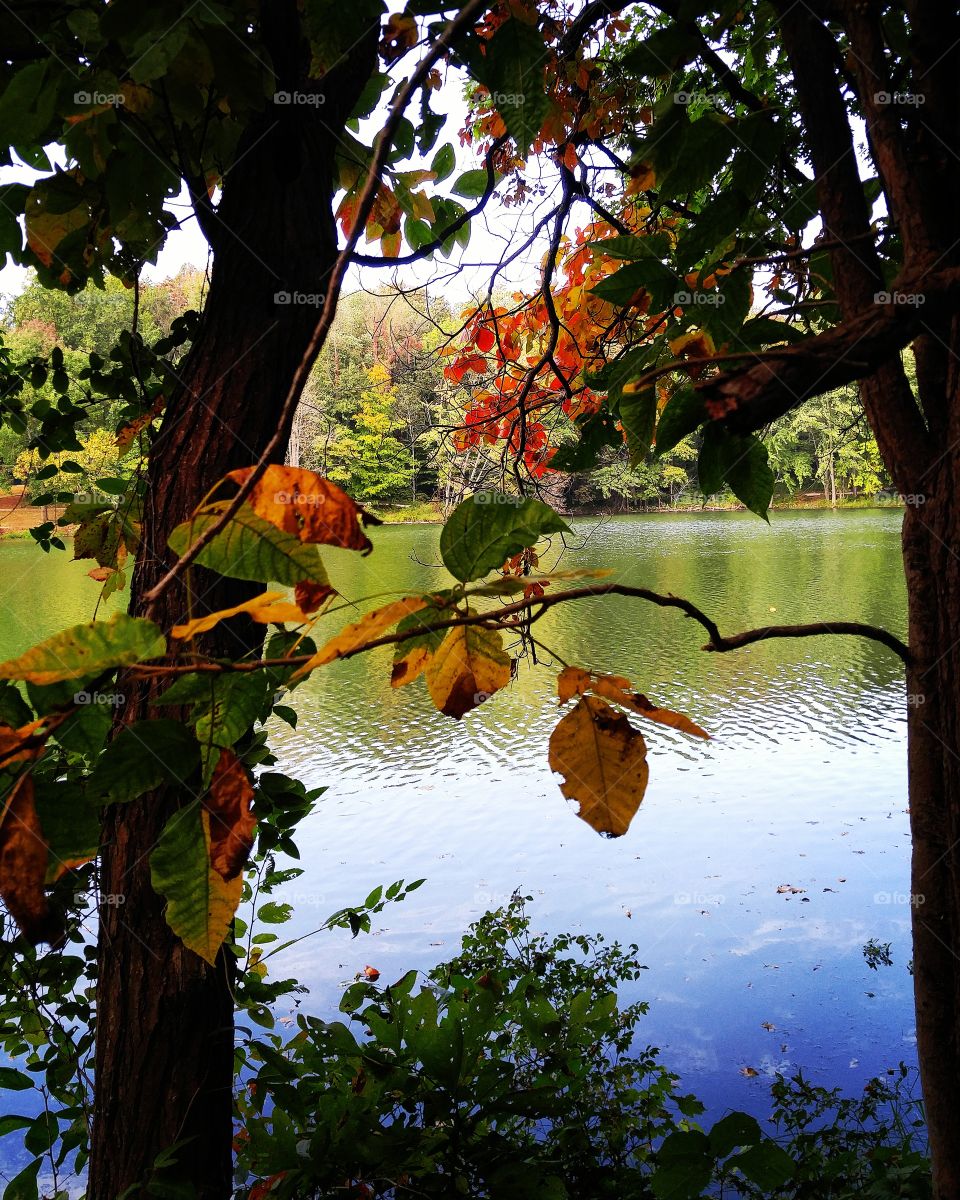 Lake view through fall leaves