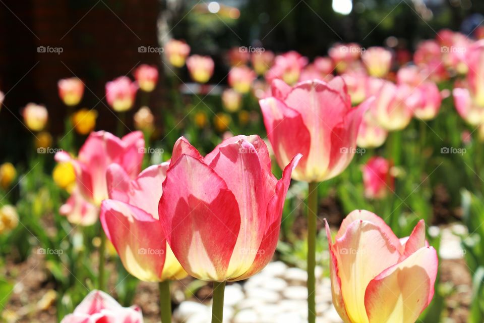 Tulips blooming in the graden