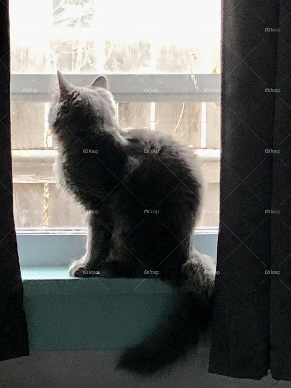 A kitten looking out a window 