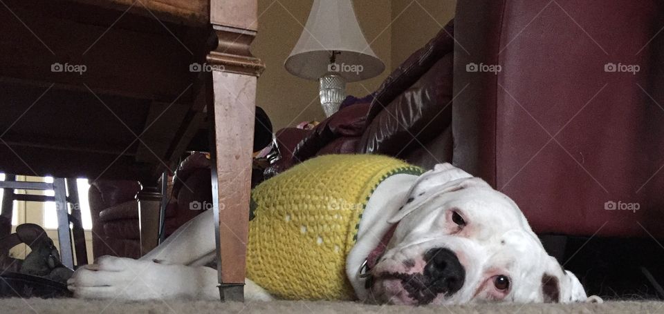 Bulldog relaxing in a sweater.