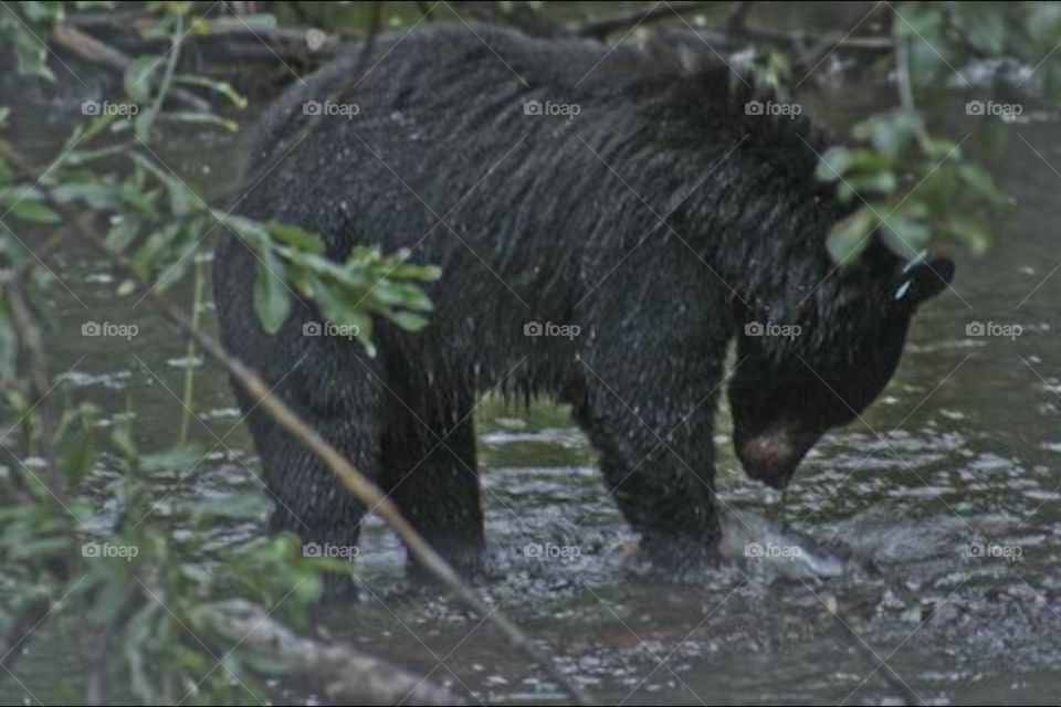 eating wild bear alaska by kghilieri