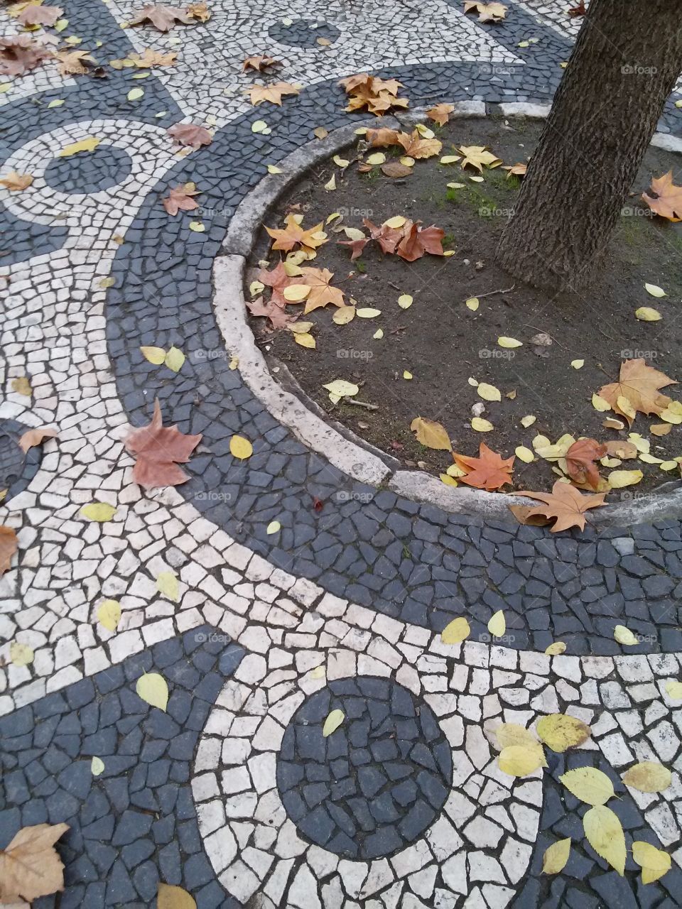 leafes on the portuguese tile floor