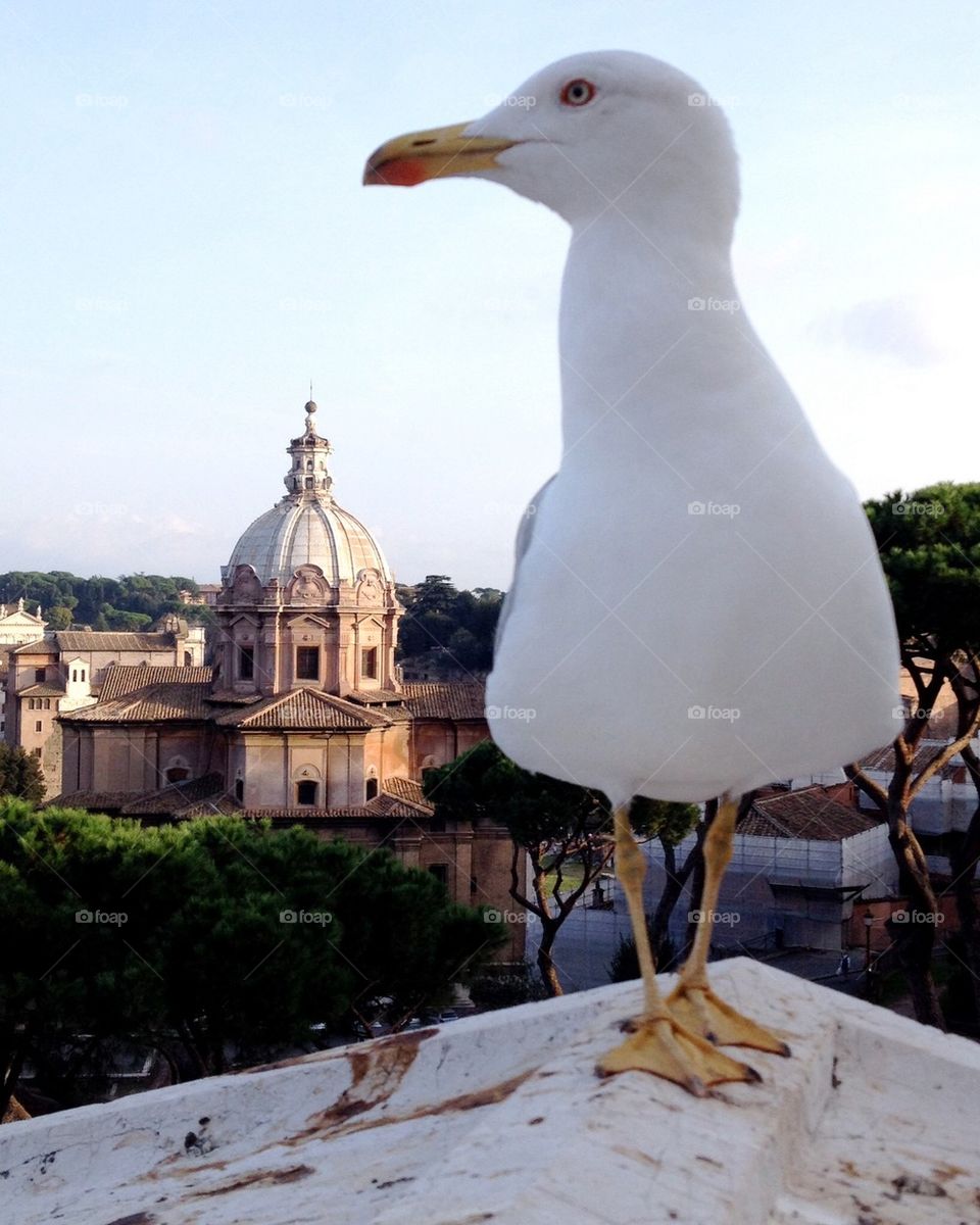 Seagull in Rome
