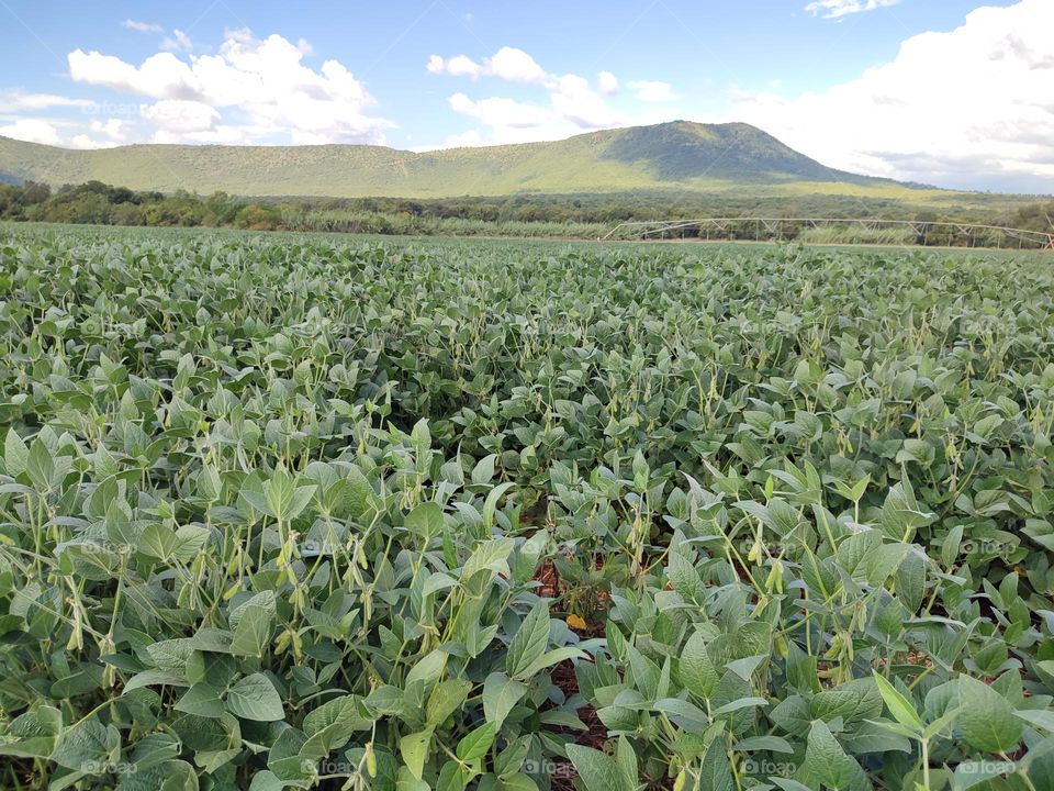 Soybean Field
