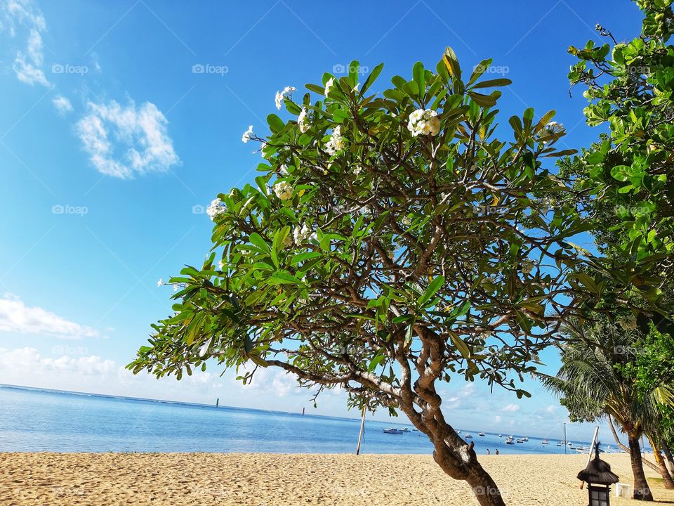 The frangipani tree in the seaside of sandy beach
