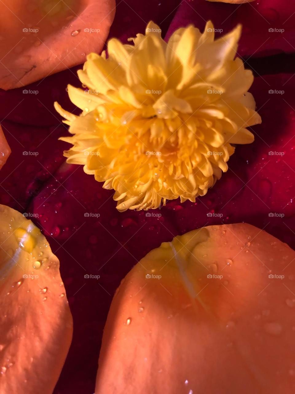 beautiful and Multicolor flowers