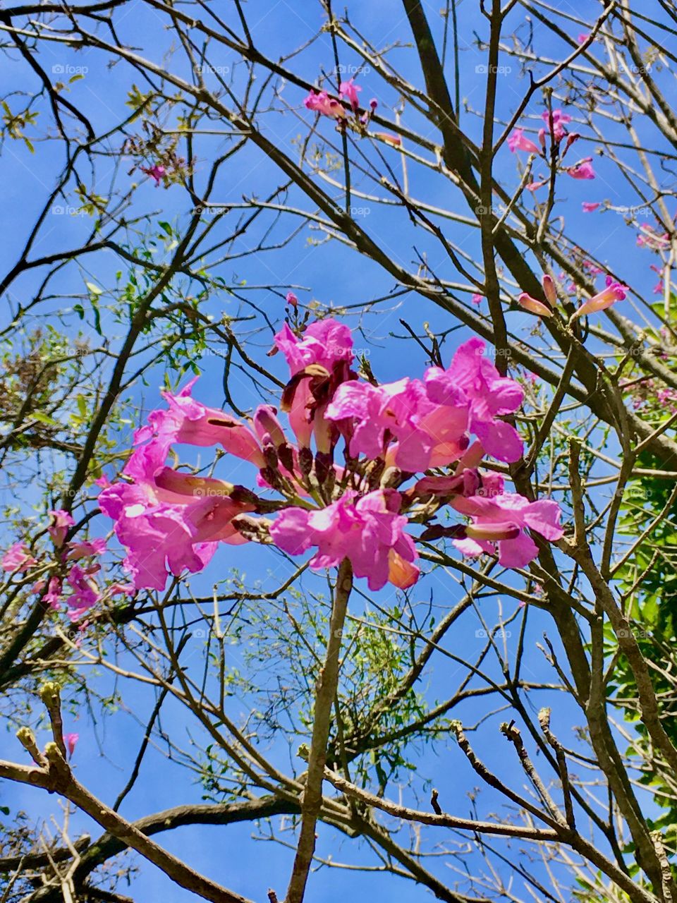 E a #Foto da 5a foi esta aqui: as #flores do #ipê roxo com o azul infinito do #céu ao fundo!
📸
#FOTOGRAFIAéNOSSOhobby
#natureza #inspiração #flor #pictureoftheday 