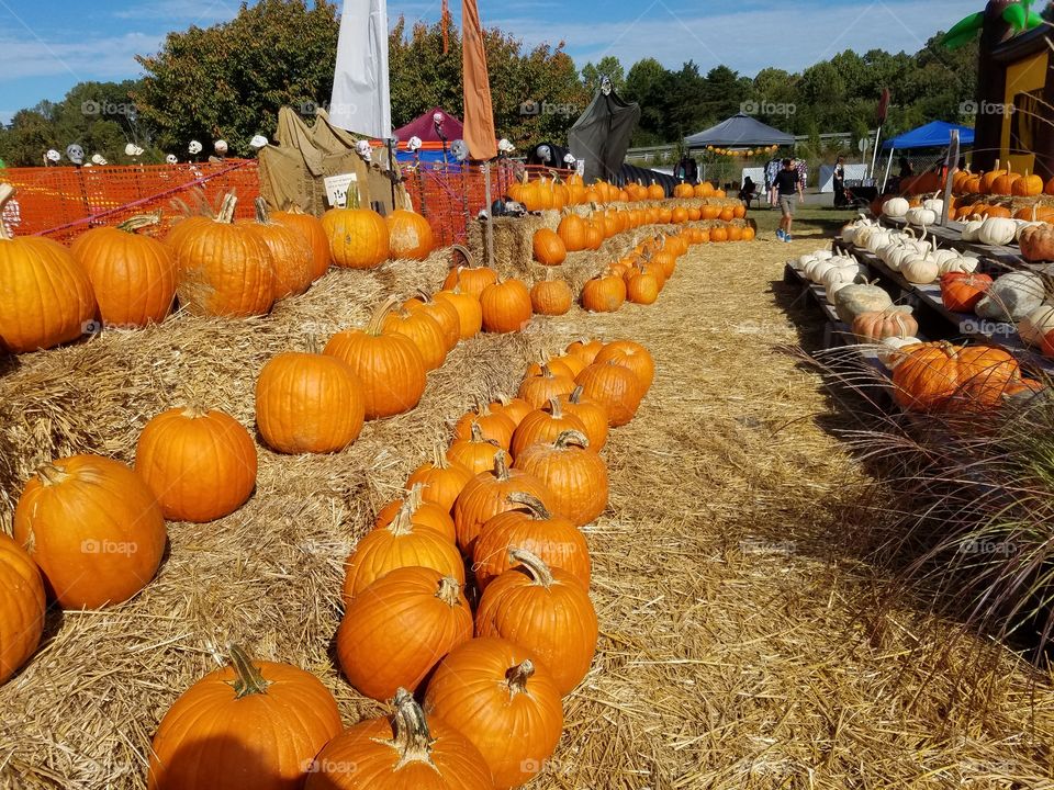 Pumpkin rows