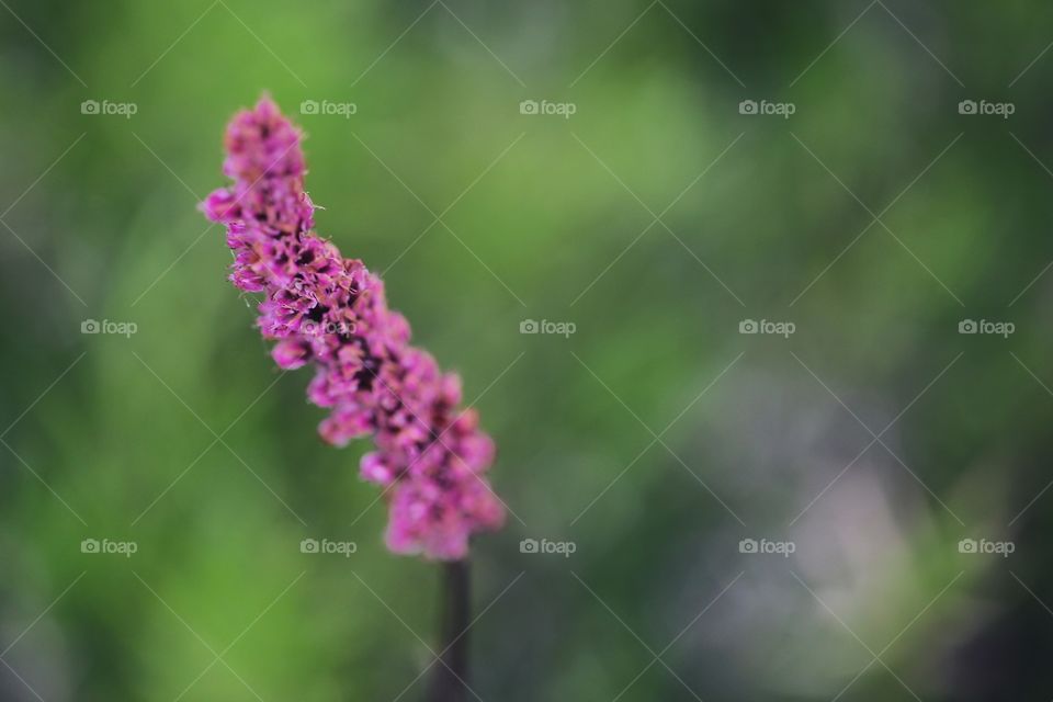 Pink flowers