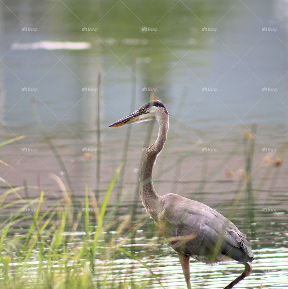heron behind the grass