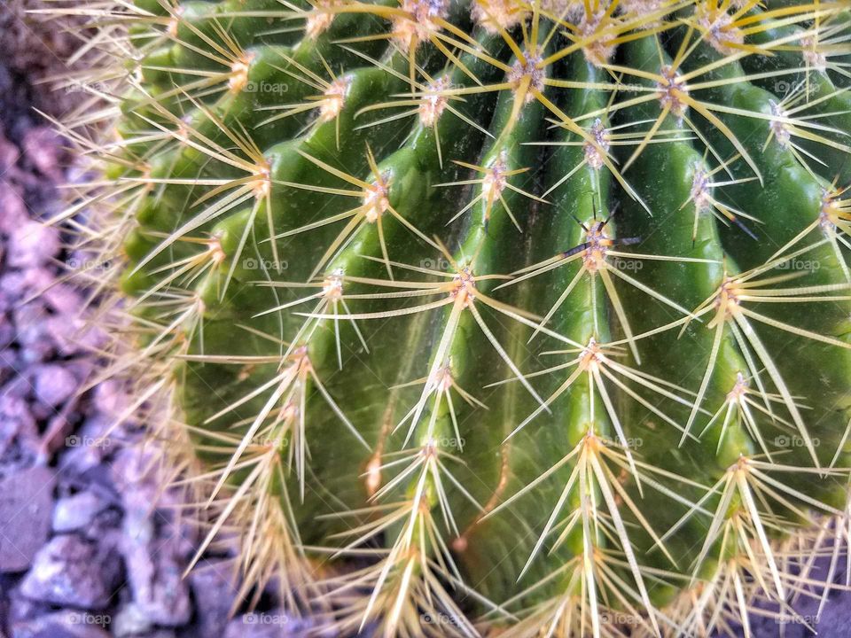 cactus close up thorns
