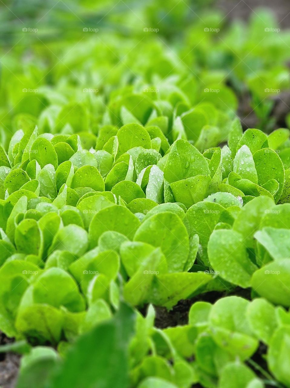 green salad