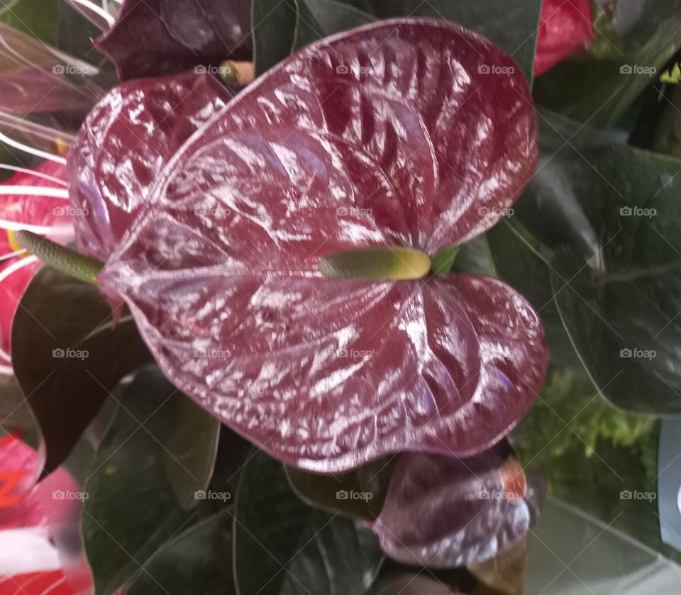 O Anturio  é uma das flores altamente energicamente e, produzem um efeito fantástico  onde quer que estejam e são admiradas por sua beleza exótica