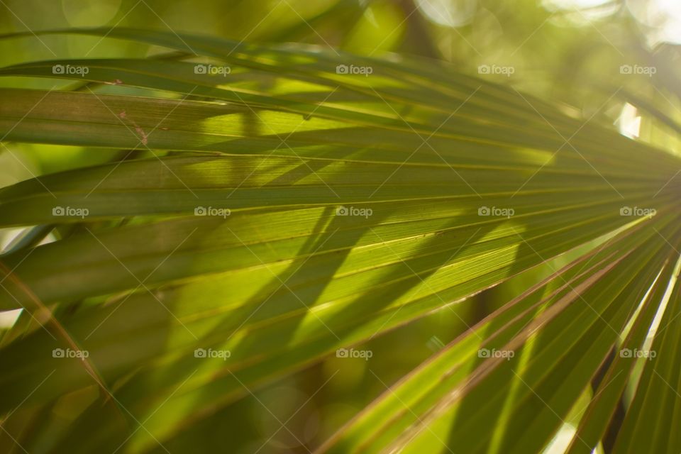 Detail of some palm leaves taken in Mexico in the Mayan Riviera during the sunset that gives reflections and very warm tones