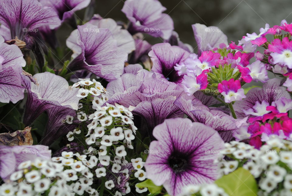 colorful Flowers