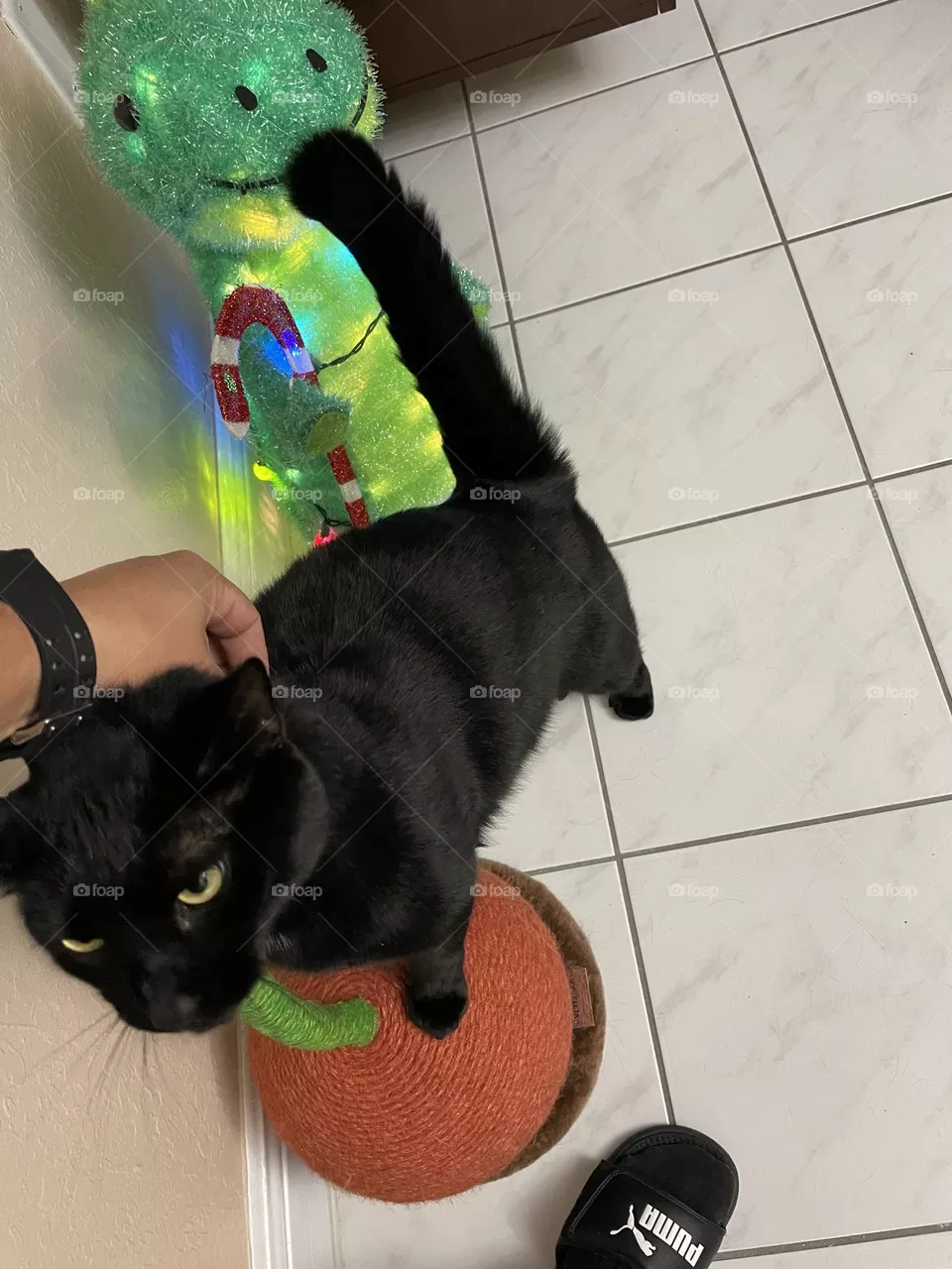 My cat 