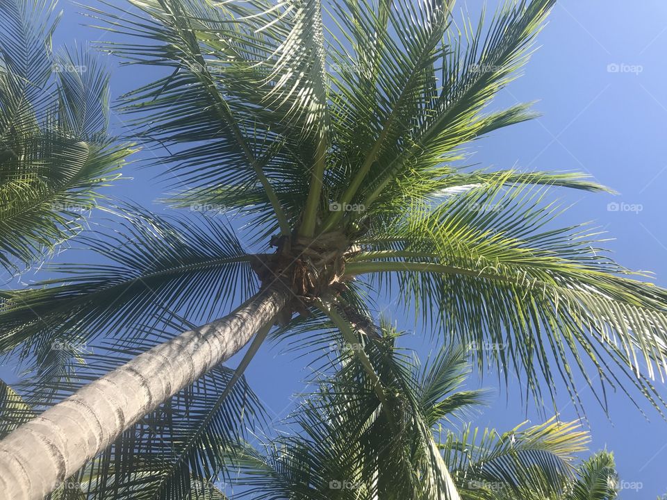 Palm