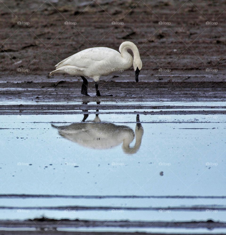 Trumpeter swan admiring their reflection