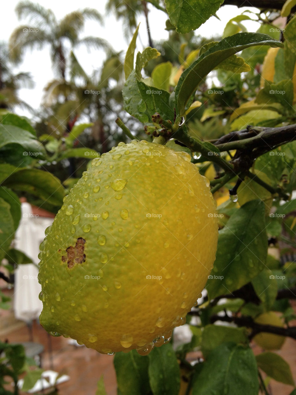 leaves close up water drops lemon tree by angeljack