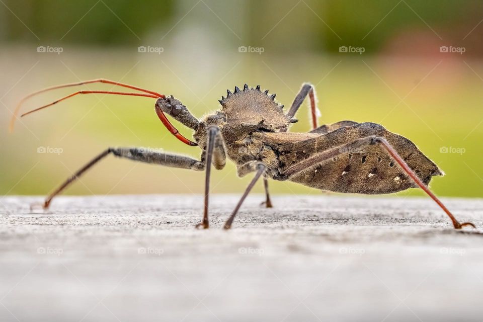 A wonderful friend of the garden…the wheel bug (Arilus cristatus). Its primary diet consists of worms, caterpillars, and beetles. 