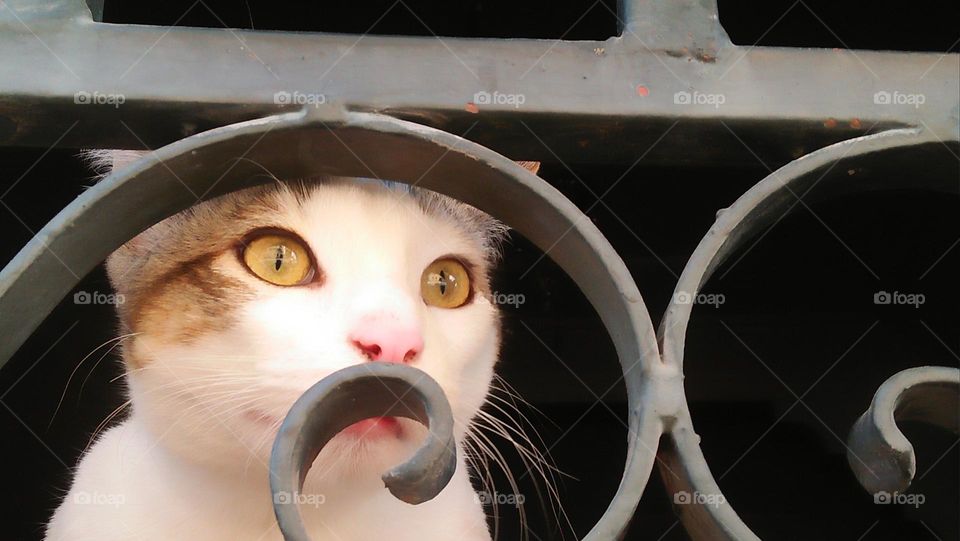 Beautiful cat looking out the window.