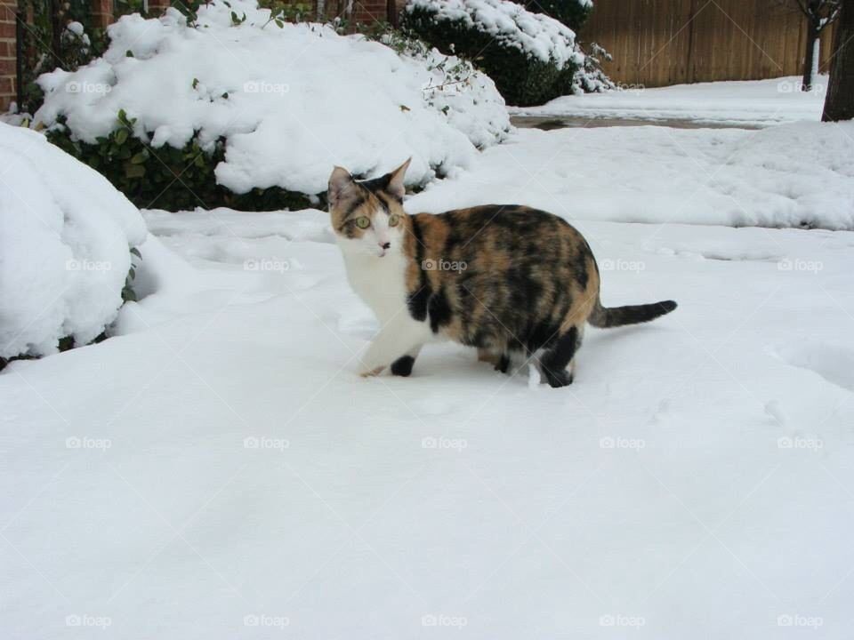Snow kitty cat