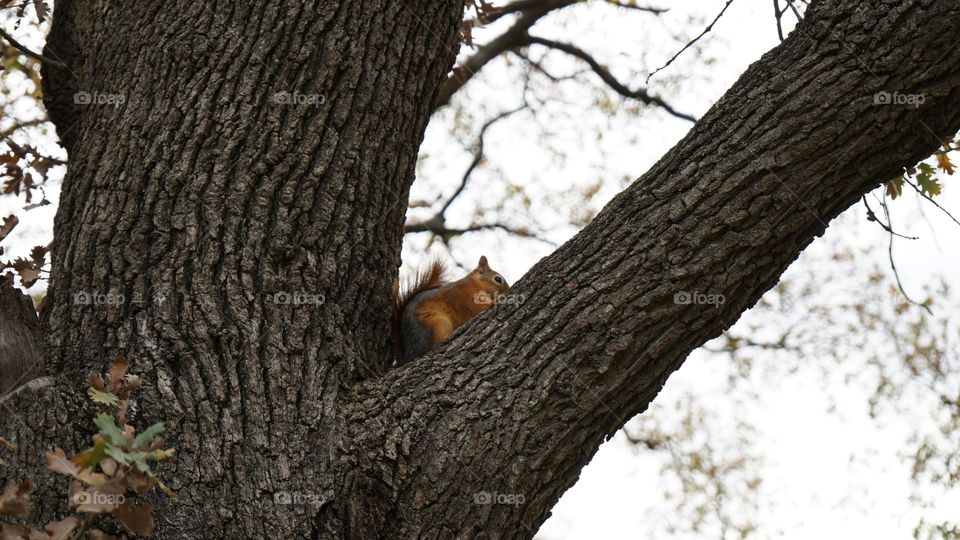 squirrel in park