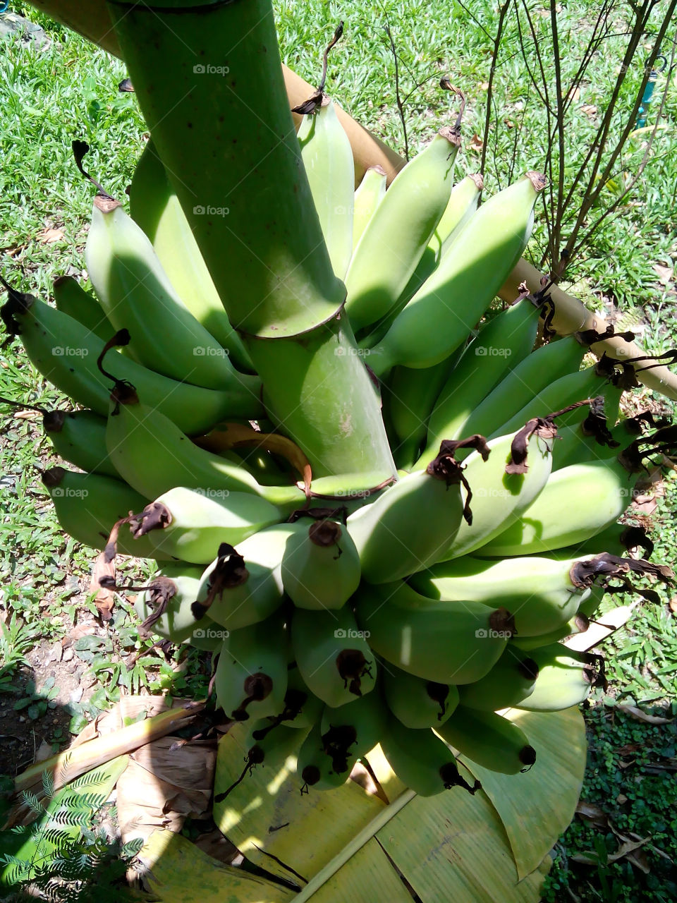 banana. the banana fruits grow from a banana heart in hanging clusters