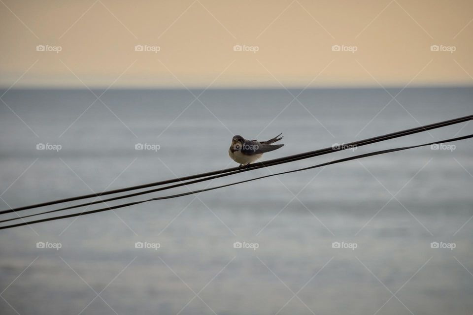 Swallow on the wire 