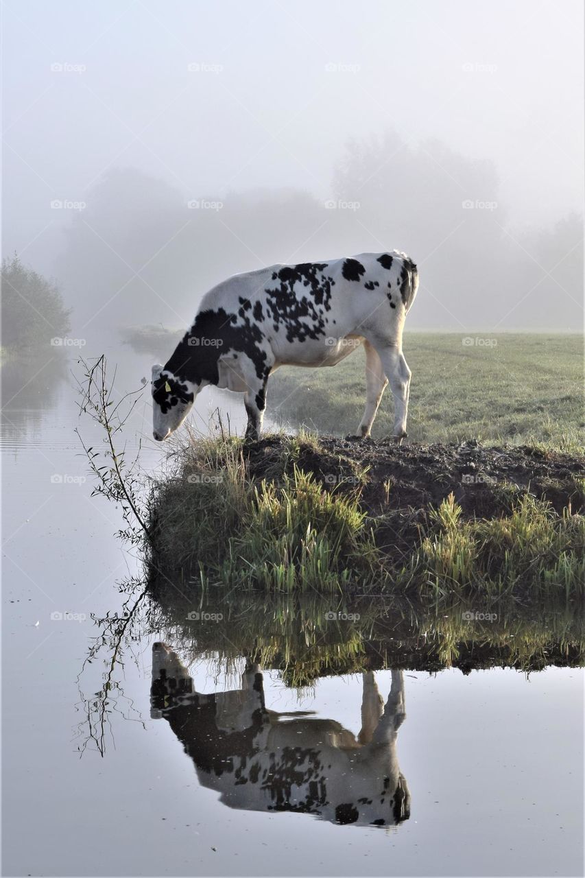 black and white cow in a misty field looking at her own reflection in the water