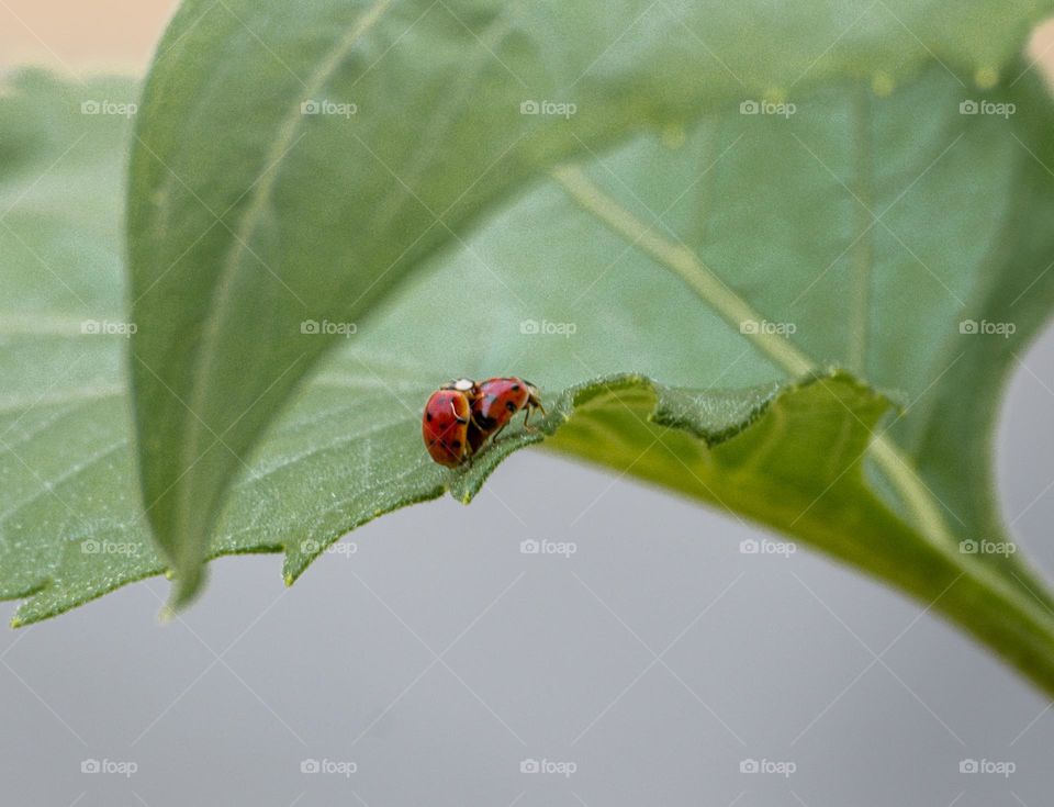 LadyBug lovers