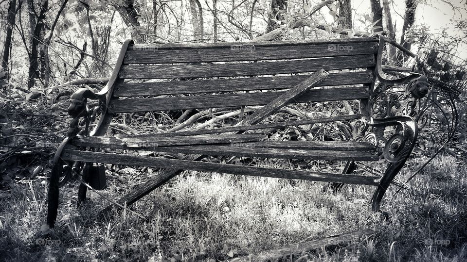 Bench in the Woods