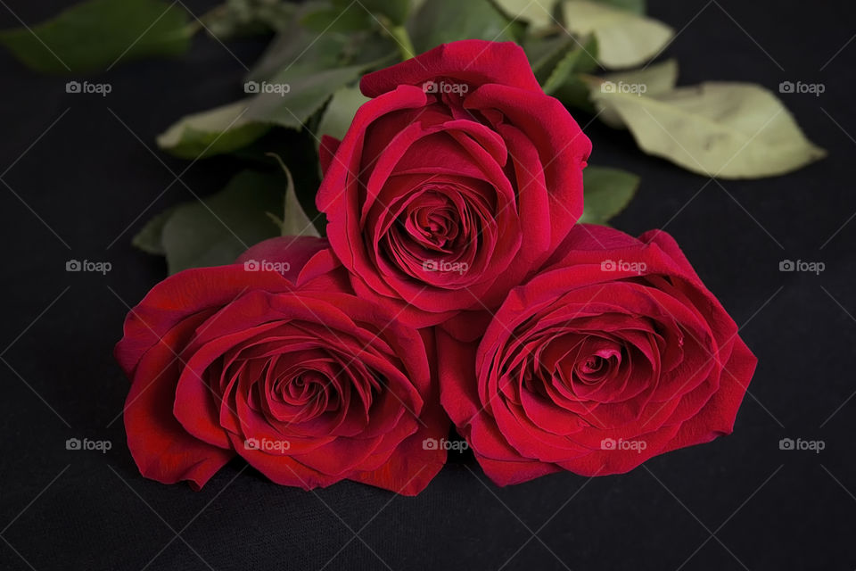 Three red roses on black fabric