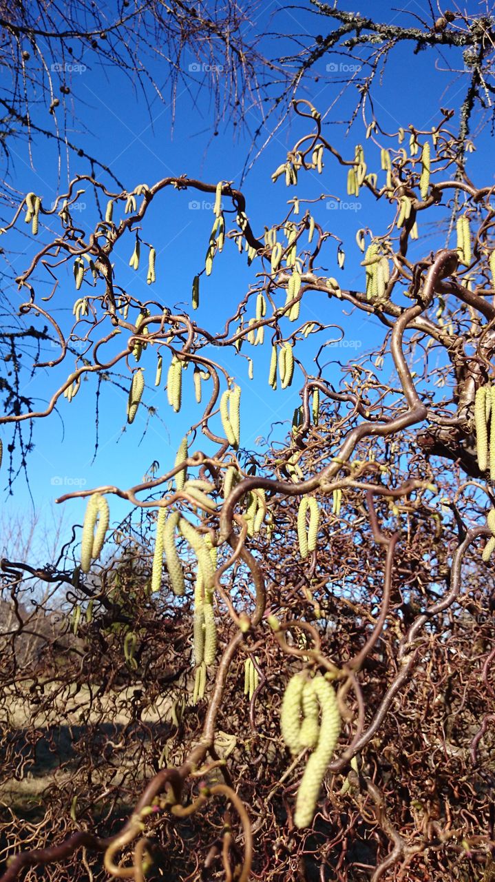 Hazel catkins