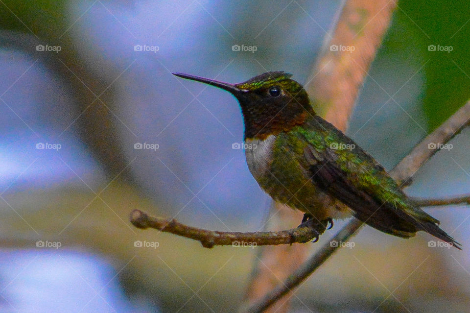 hummingbird